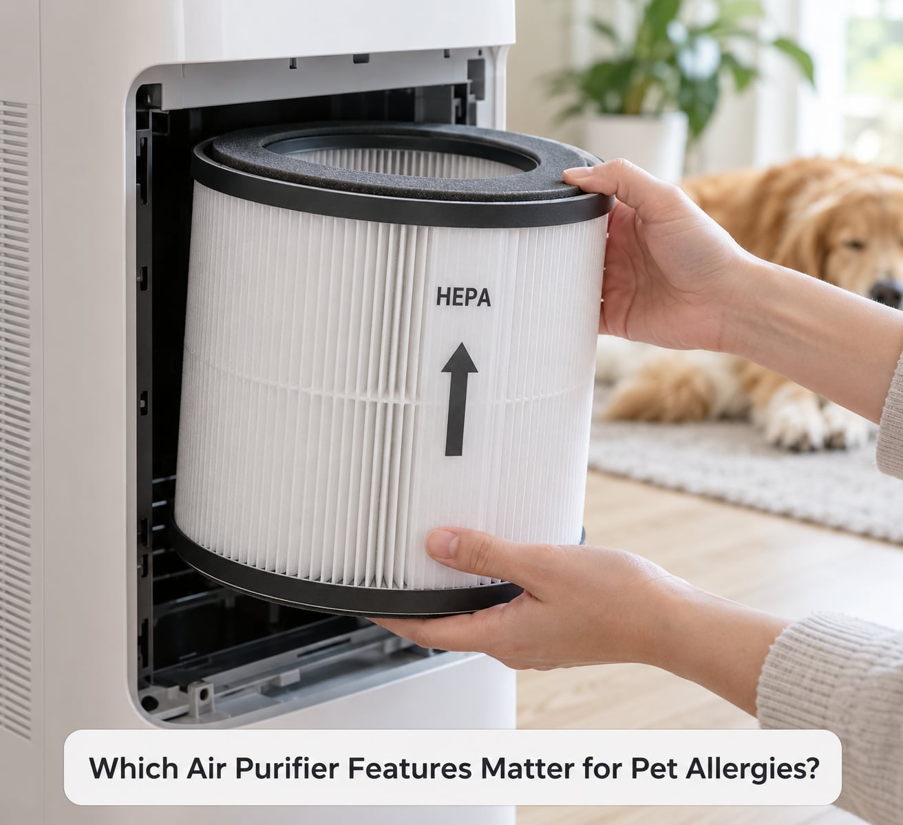 Which Air Purifier Features Matter for Pet Allergies?